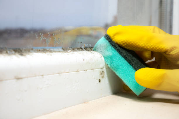 Best Mold Remediation for Specific Building Types in USA